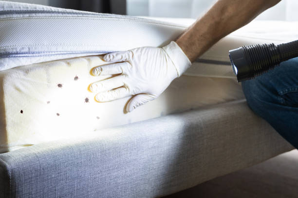 Best Insect Control  in Woodlake, VA